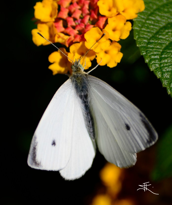 White Butterfly si