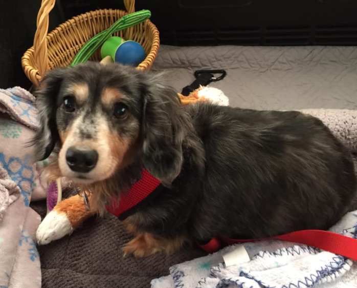 49348411_406329726769735_3871934286022049792_n