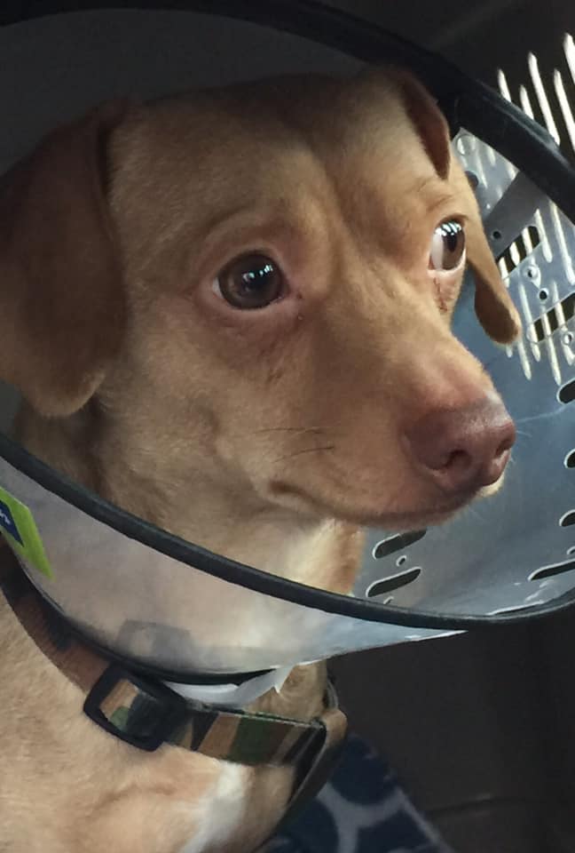 49418278_406329623436412_4828338909165387776_n