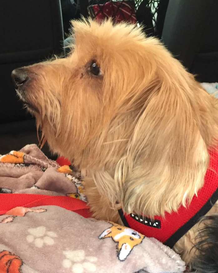 49739183_406329450103096_1423007473589026816_n