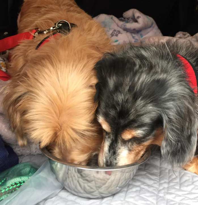 49771491_406329486769759_7029404816803627008_n