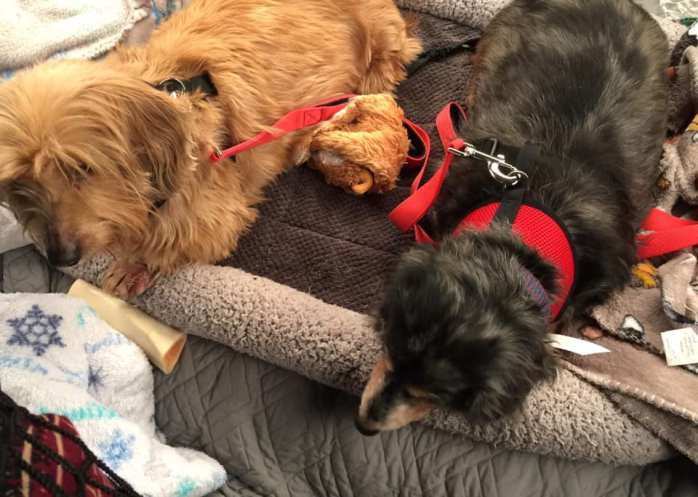 49786003_406329710103070_1234737633708474368_n