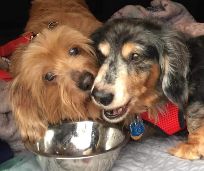 49792235_406329513436423_2628738972649521152_n