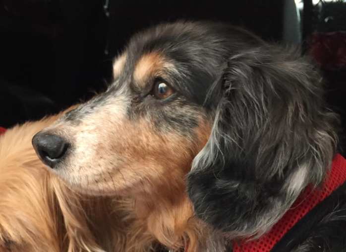 49857721_406329553436419_8100649211810283520_n