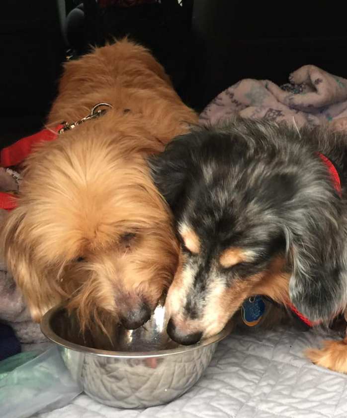 49913114_406329536769754_3878693276055764992_n