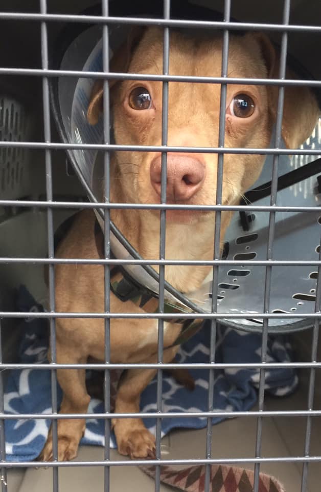 50005007_406329660103075_1338189707808342016_n