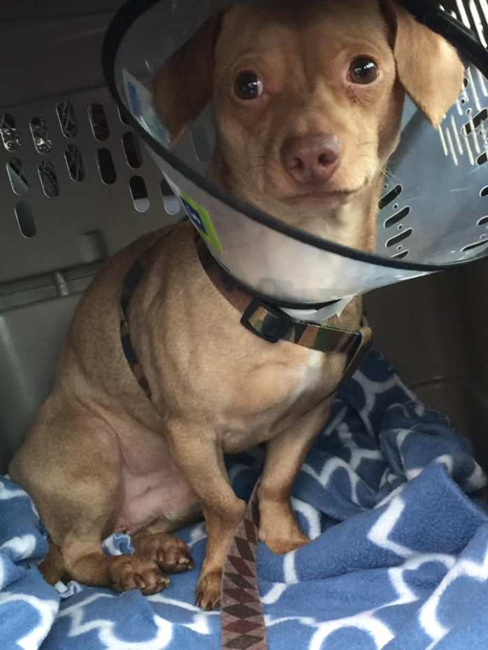 50210503_406329593436415_5281674184726937600_n