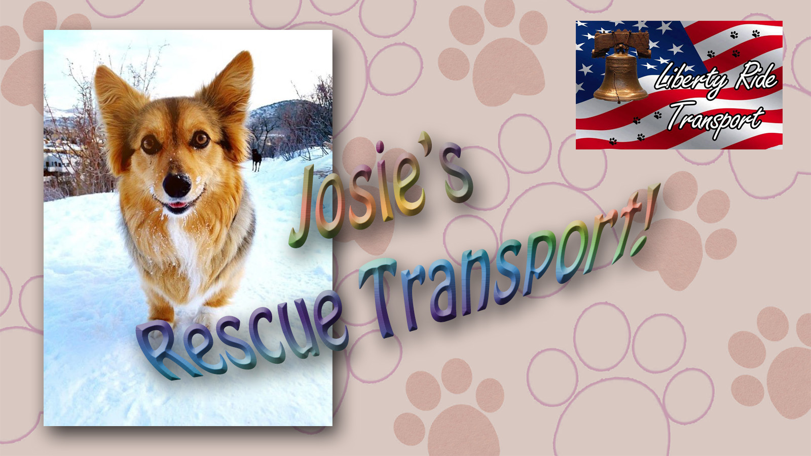 Animal Rescue: Video-Photo Story (Josie)